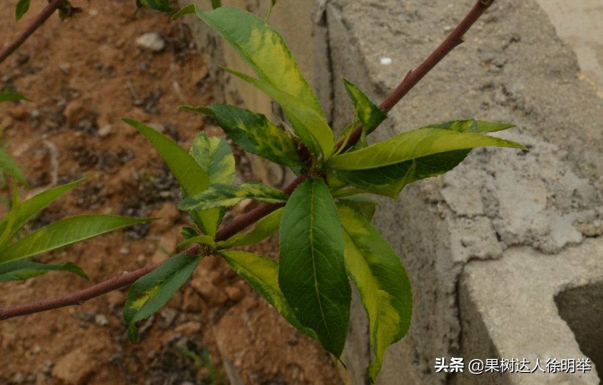 桃树刚出叶就黄是什么原因,桃树刚出的嫩叶有黄斑是什么病