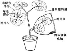 光合作用的原理和应用讲课视频,3d动画演示植物进行光合作用原理