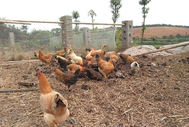 2万只土鸡一年利润多少,土鸡是怎样卖到1-2百块钱的