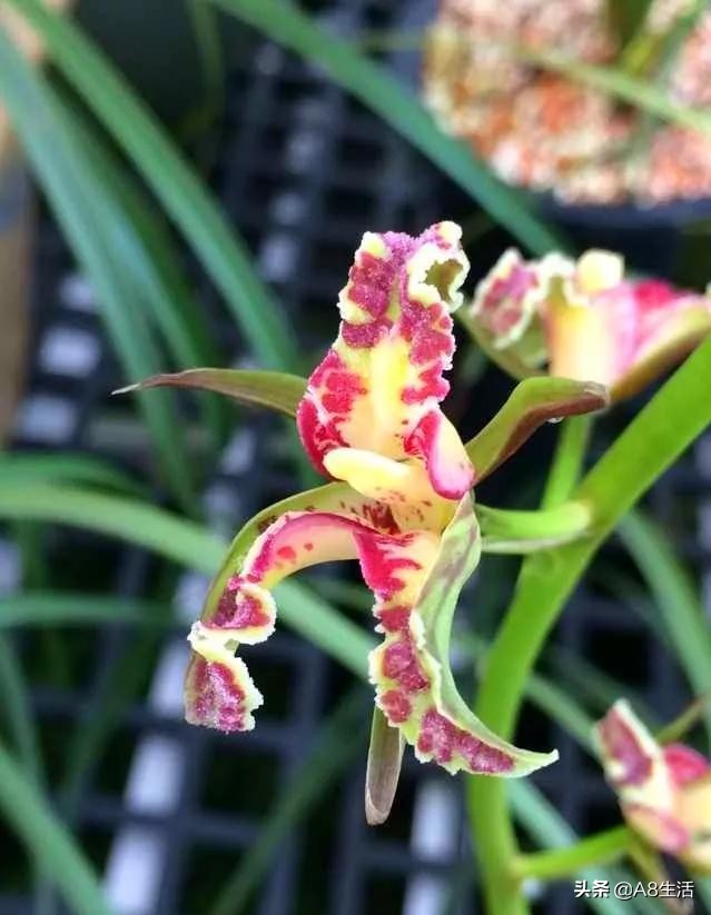 蒙山之春此花浓妆艳抹，彩块鲜红，是养兰人争相收藏的精品