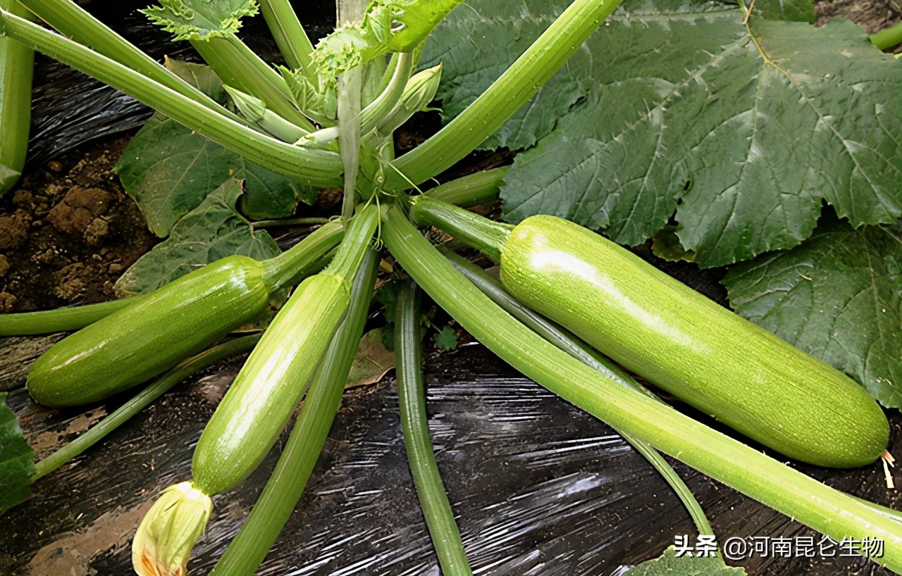 西葫芦整株叶片发黄怎么处理,西葫芦黄叶