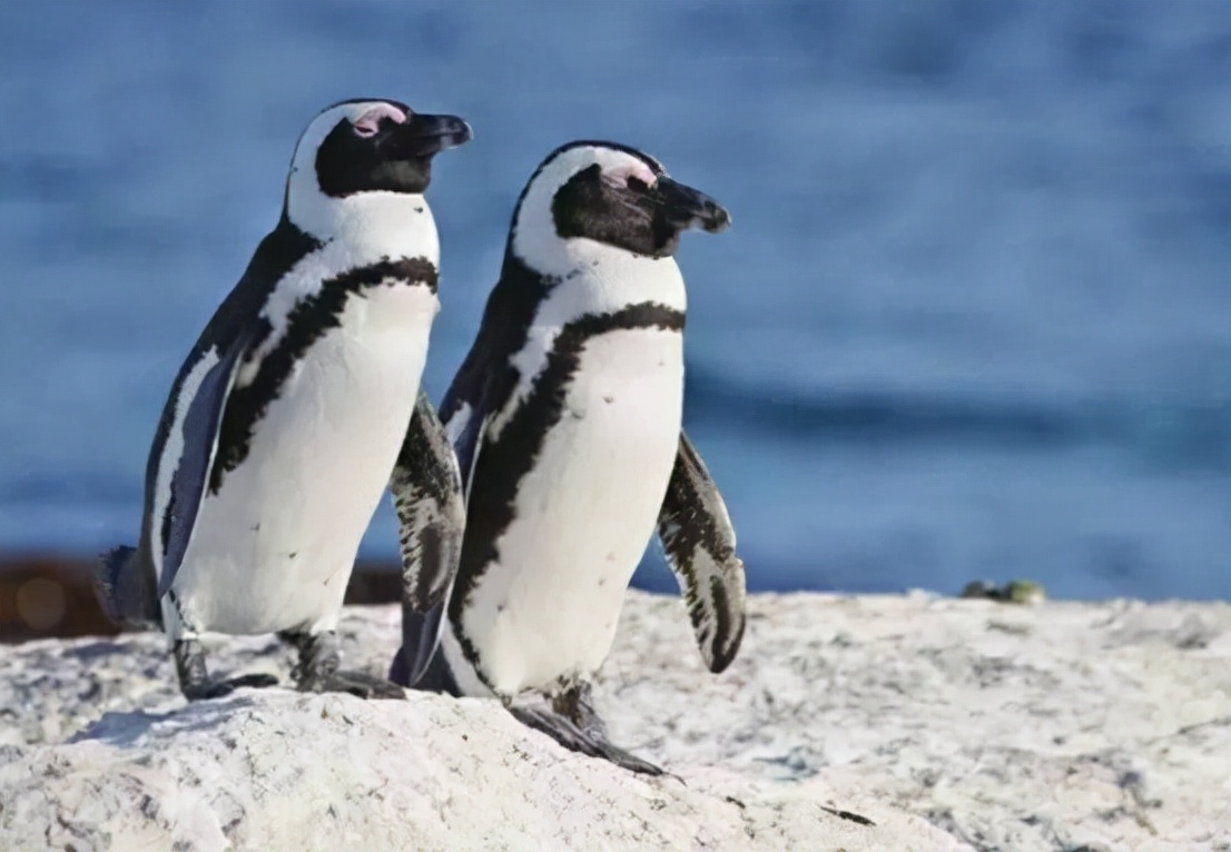 非洲也有企鹅？专家称非洲企鹅叫声像驴，将在14年后功能性灭绝