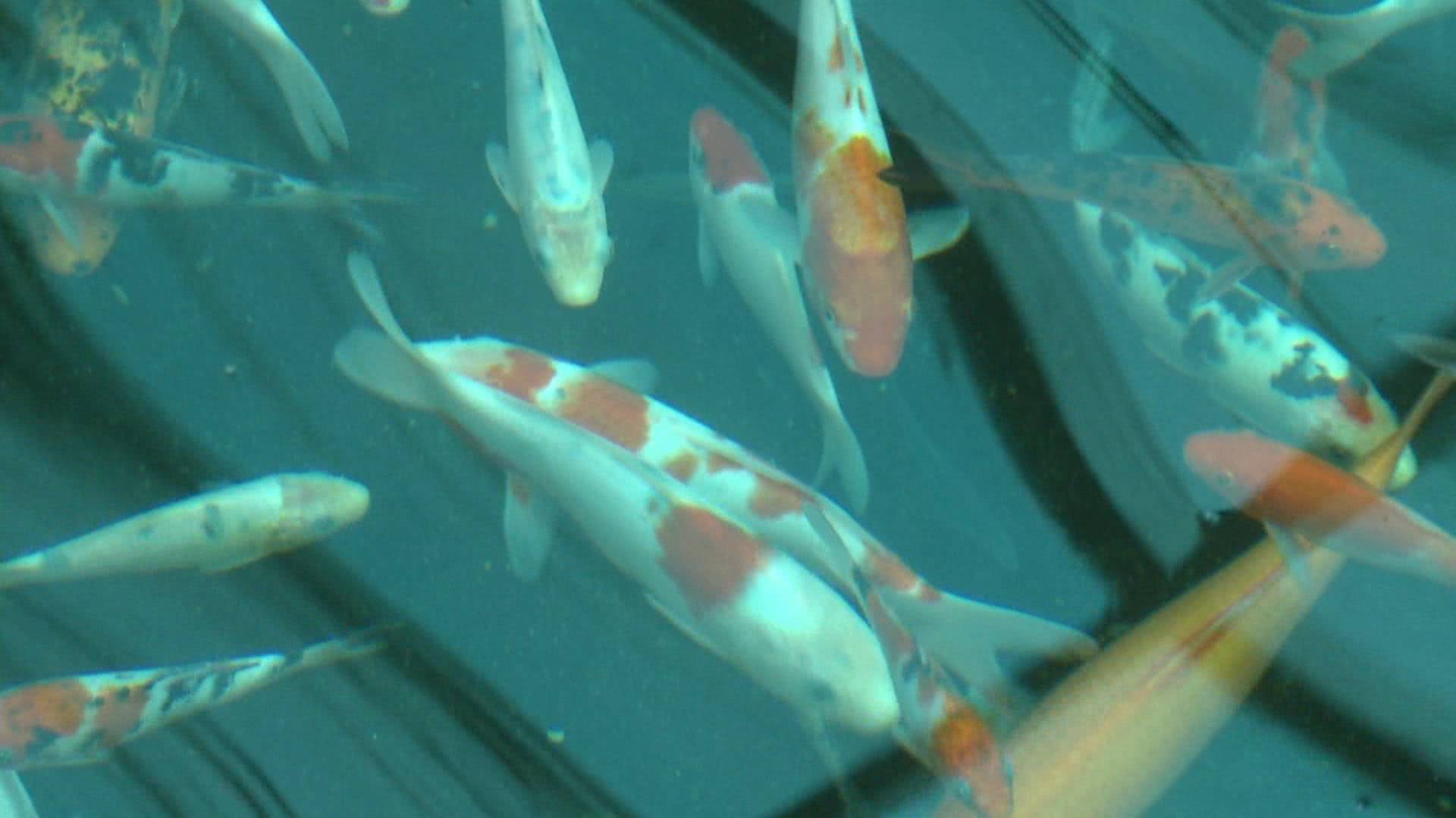 一条小鱼大概能卖多少钱,一条小鱼大约多少钱