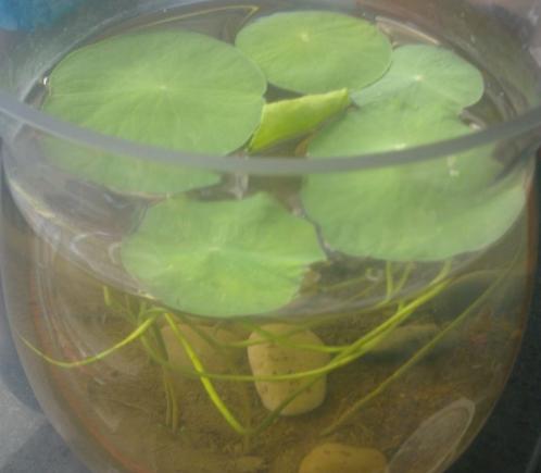 我家的江南风光，小小碗莲，自在清香淡雅，真的好看极了