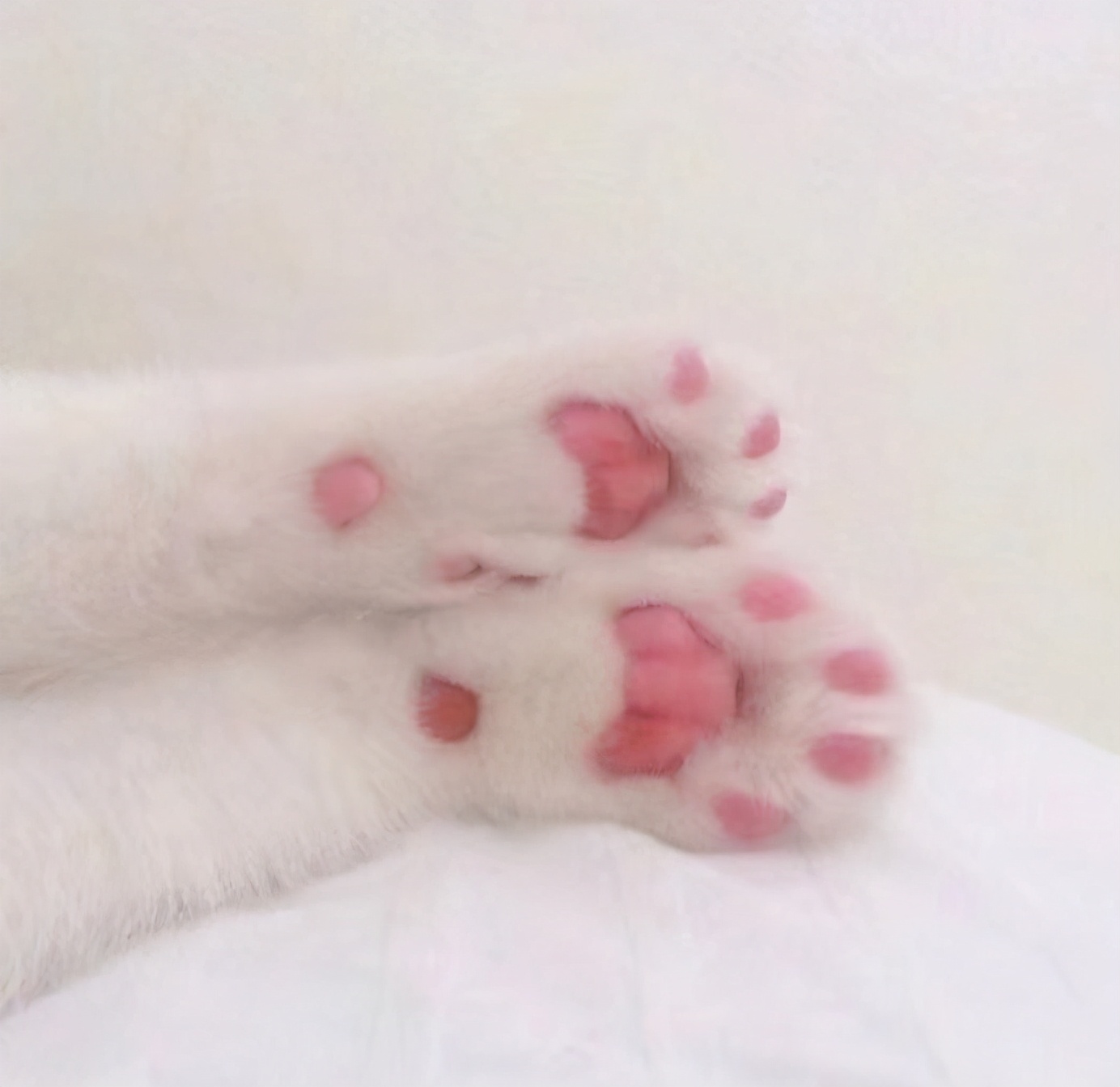 猫咪肚子毛剃了多久长出来,猫咪肚子里全是毛怎么办