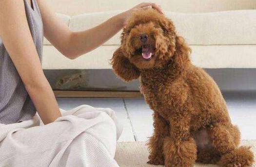 泰迪需要注意事项,泰迪注意事项大全