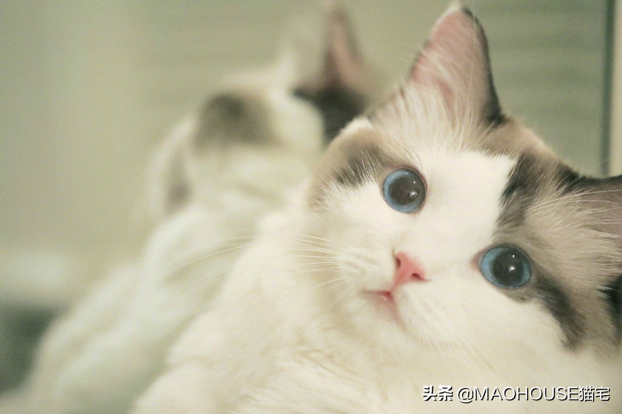 寄生虫比较严重的猫怎么驱虫,猫寄生虫怎么治