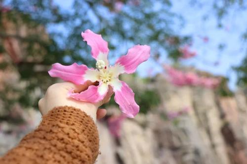 凛冽寒冬中的一抹暖阳,凛冽的暖阳