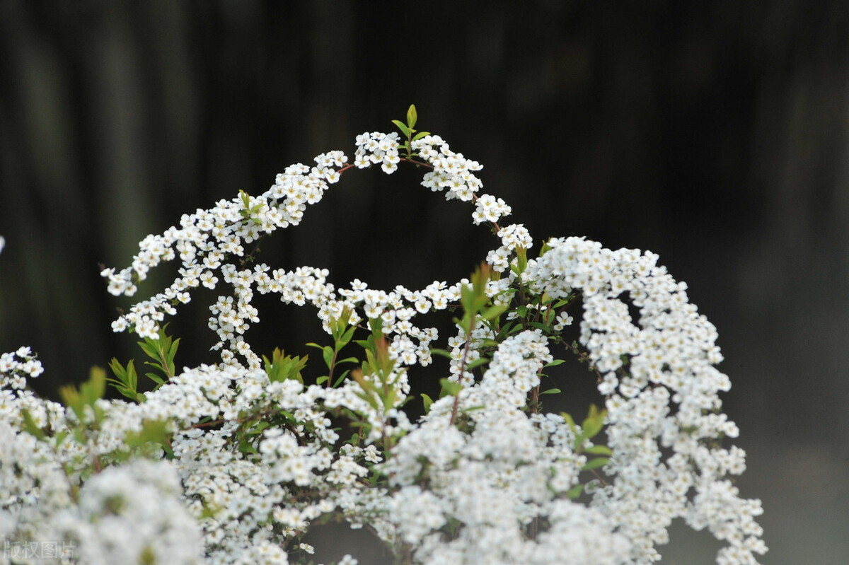 那些令人赞叹的庭院花卉,5种庭院生活方式的花卉