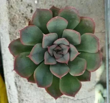 花筏多肉和钻石锦一样吗,多肉植物科普讲解图片欣赏