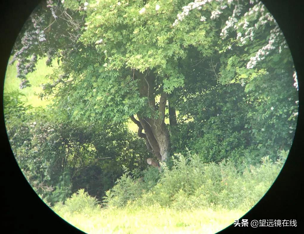 蔡司1.6a球面镜评测,蔡司防抖望远镜20x60