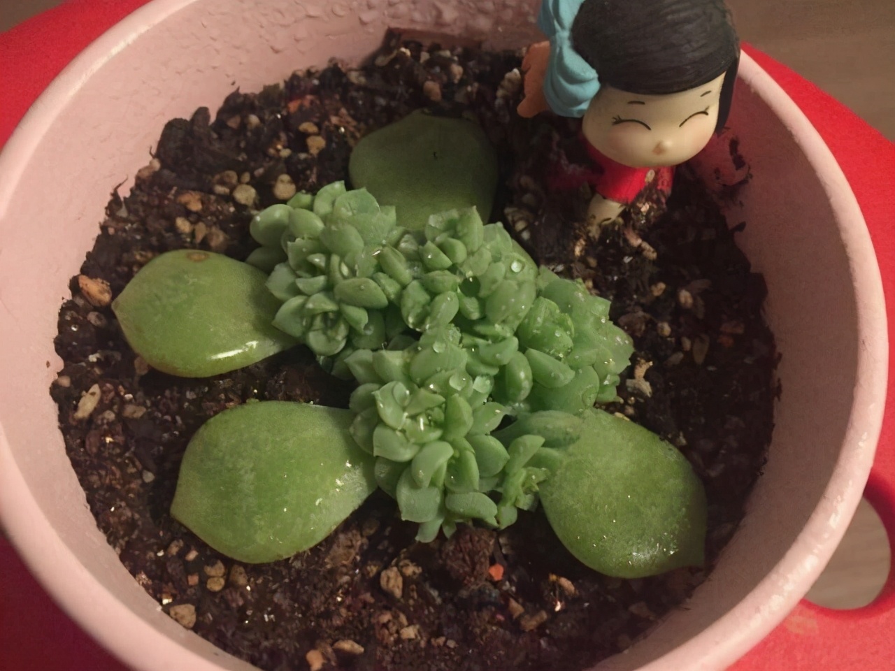 徒长的多肉,徒长的多肉怎么做悬崖造型