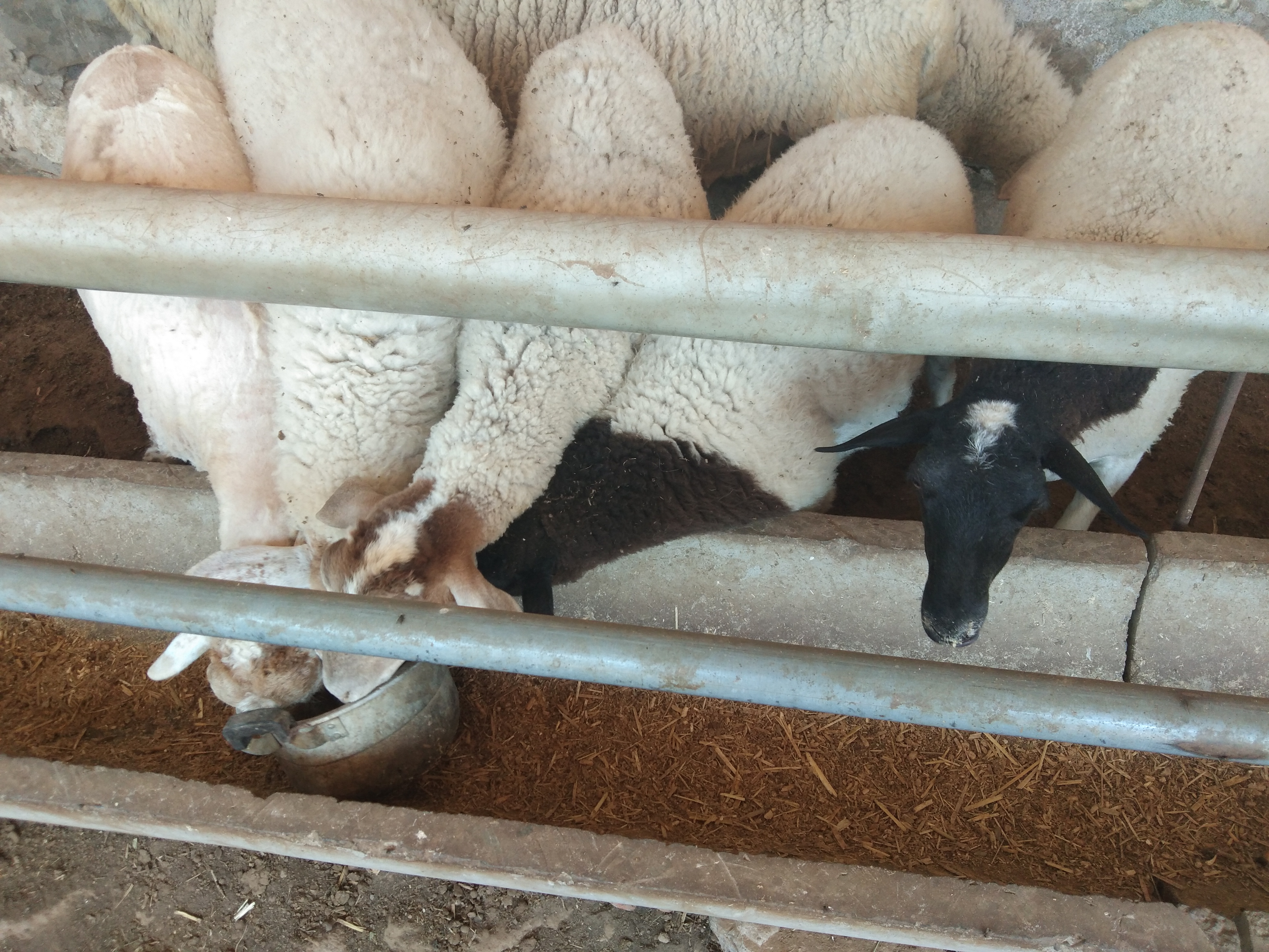 玉米怎么喂羊才合理,玉米喂羊配方视频