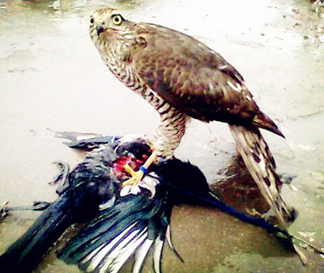 李复祯心意拳传人家谱,李复祯心意拳开膀秘法