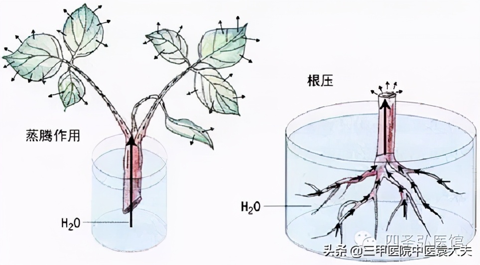 迈入中医之门(配视频)第17课:“瘦弱”的中医机理与科学增肥
