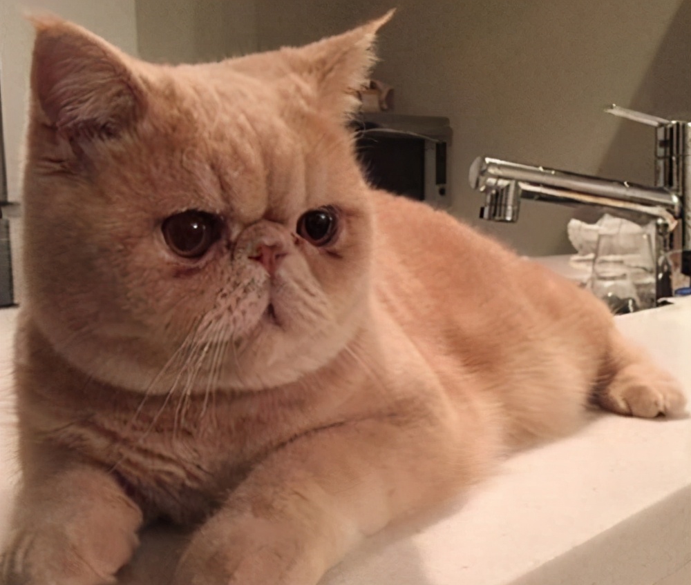 如何正确的养一只加菲猫,为什么不建议养加菲猫