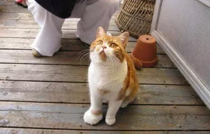 如何判断家里的猫是不是智障,猫咪弱智