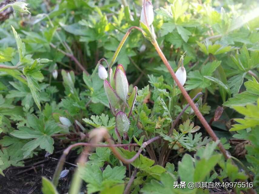 阿p破财消灾,阿p玩盲僧赢了