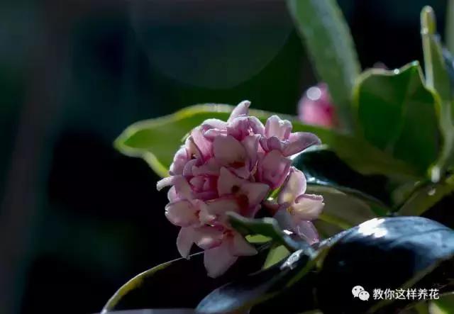 净化空气的十种花,家里养这4种花清新怡人