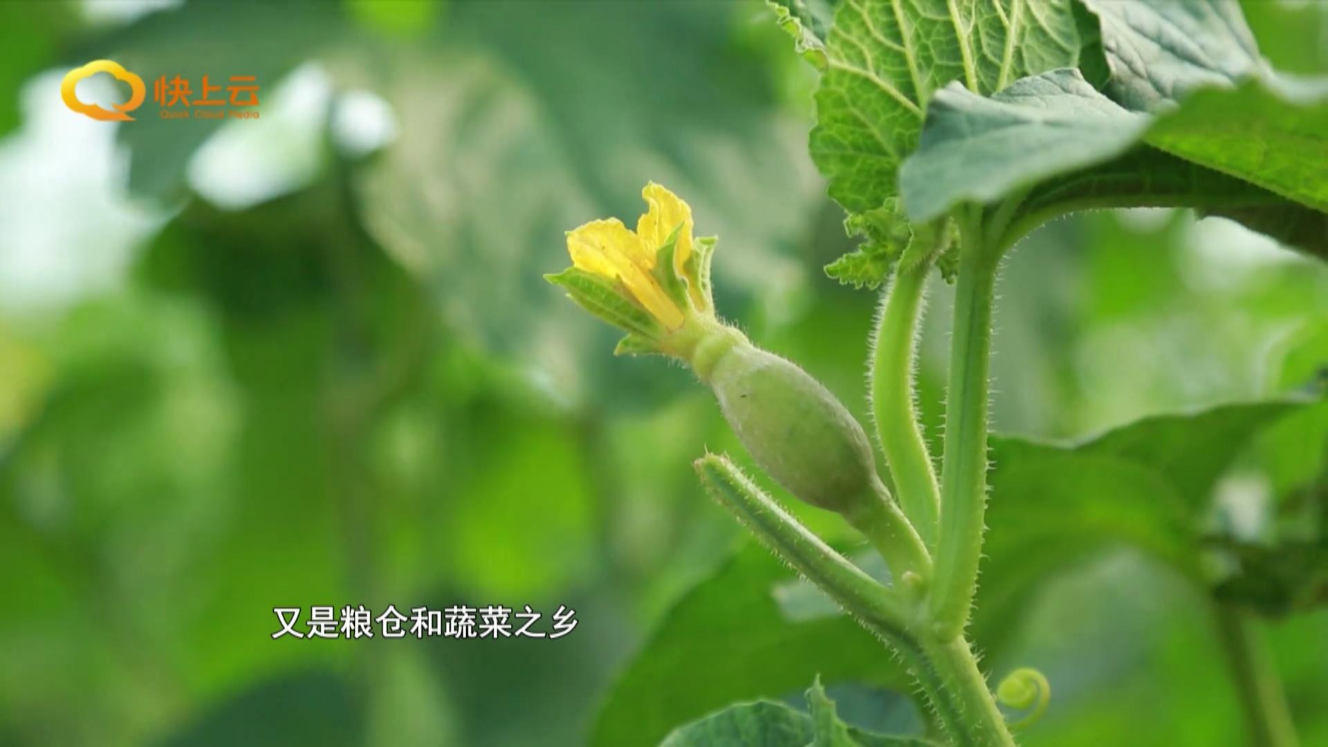 潍坊名小吃:舌尖上的潍坊记忆