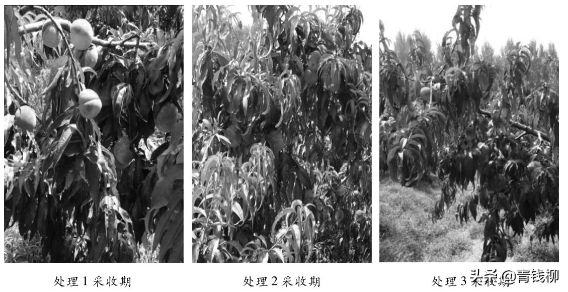 山东智慧农业发展前景,大棚桃树经济效益怎么样