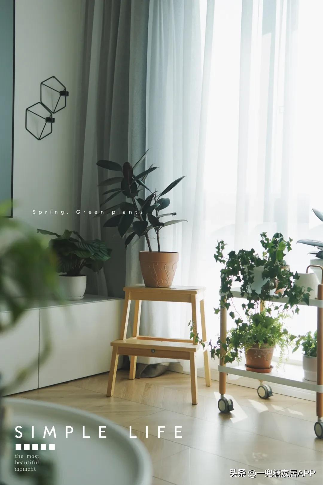 手残党绿植大全,给大家推荐几款超好养的绿植