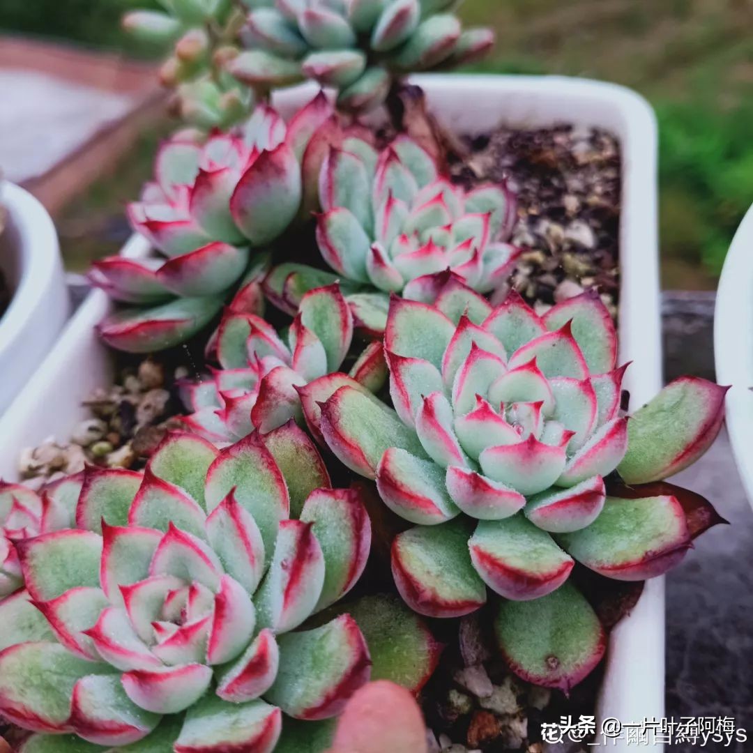 自制养花水配方除臭,养花自制10种消毒水不招虫不烂根