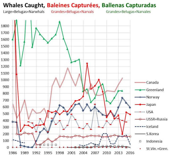 蓝鲸的进化史是什么,脆弱的巨人蓝鲸