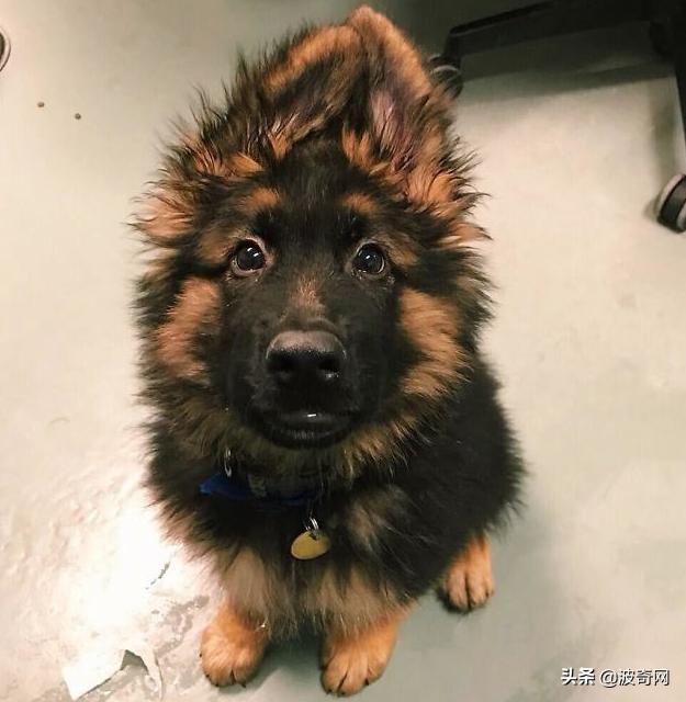 小时候的德牧有多萌,德牧小时候的神仙颜值