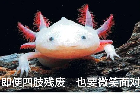 30个关于动物的冷知识,关于动物的冷知识50字