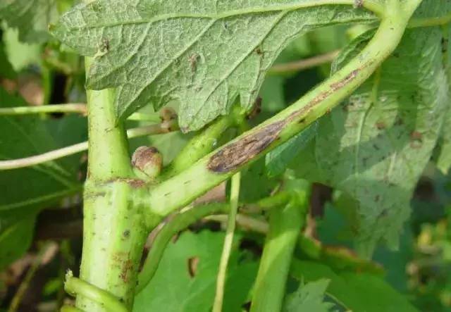 累了一年总结,葡萄病害对照表图