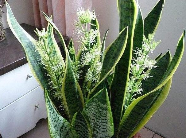 家庭盆栽土壤不透气怎么办？核桃壳、瓜子皮一用，烂根问题不在