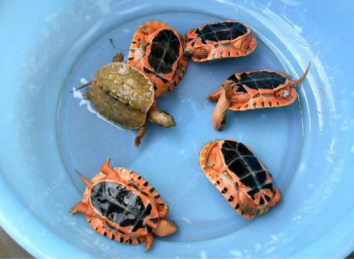 最美的乌龟图片,最美乌龟视频大全