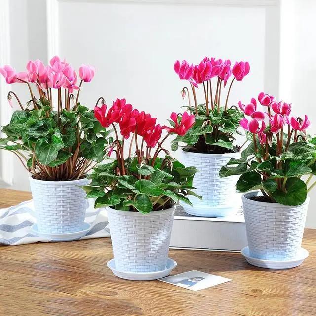 几月份种花比较适合,几月份种花是最好的