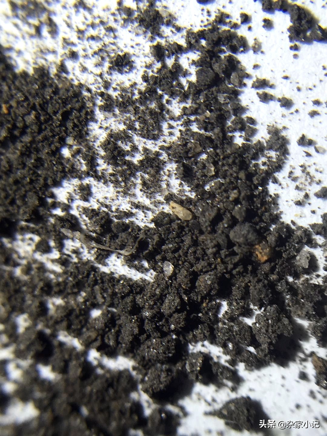 疯狂石头水草泥,疯狂的石头水草泥口碑怎样