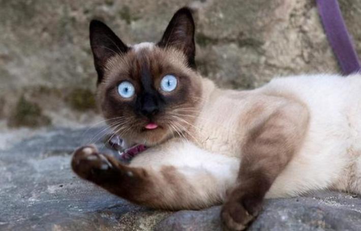 暹罗猫的饲养方法和注意事项,饲养猫的经验