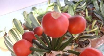 君子兰籽出芽后怎么养护,君子兰结种子期间怎么养护