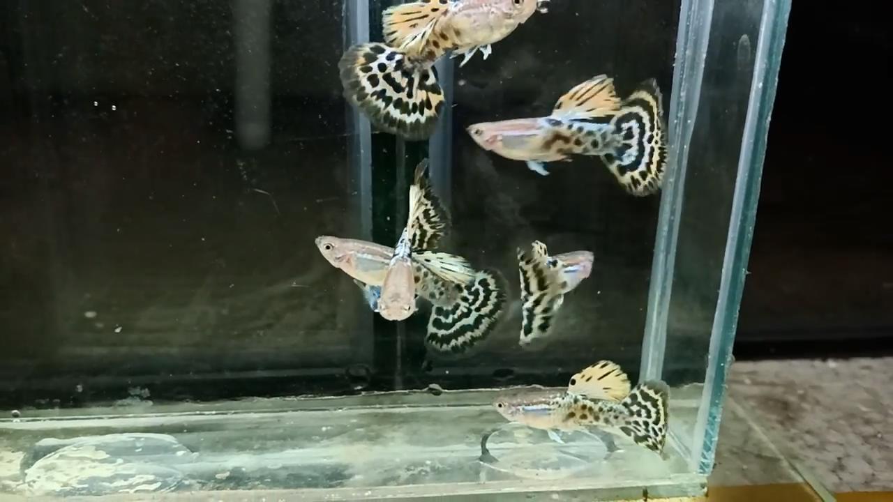 孔雀鱼爆了一点鳞,孔雀鱼爆鳞自己能恢复吗