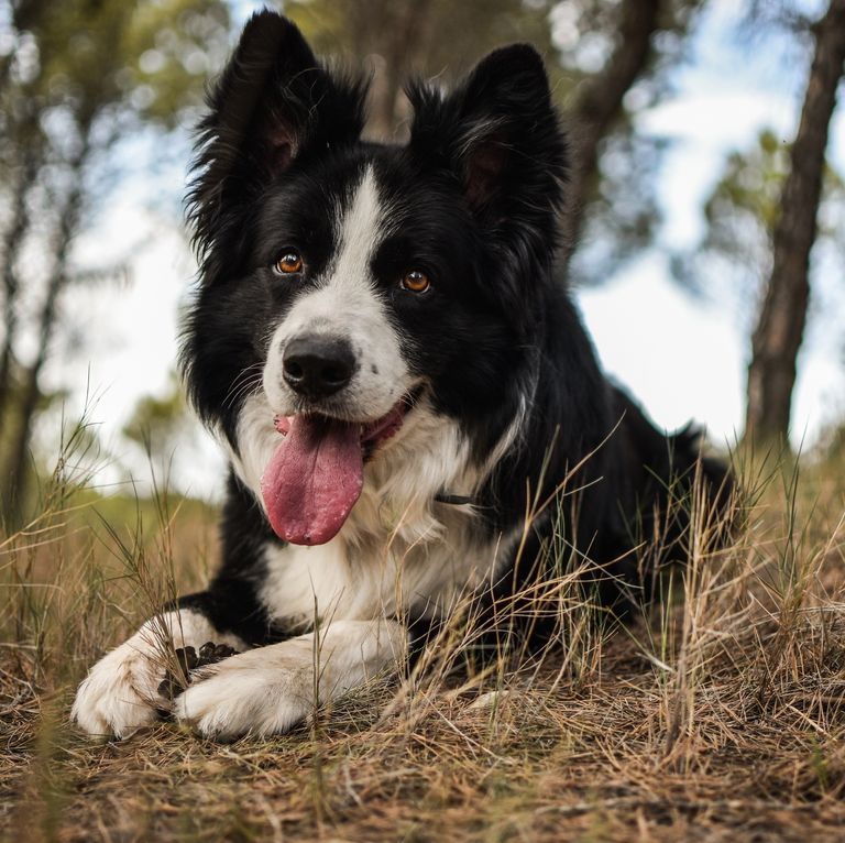 最忠诚的犬种排名拉布拉多,最忠诚的4种狗中华犬种2种上榜