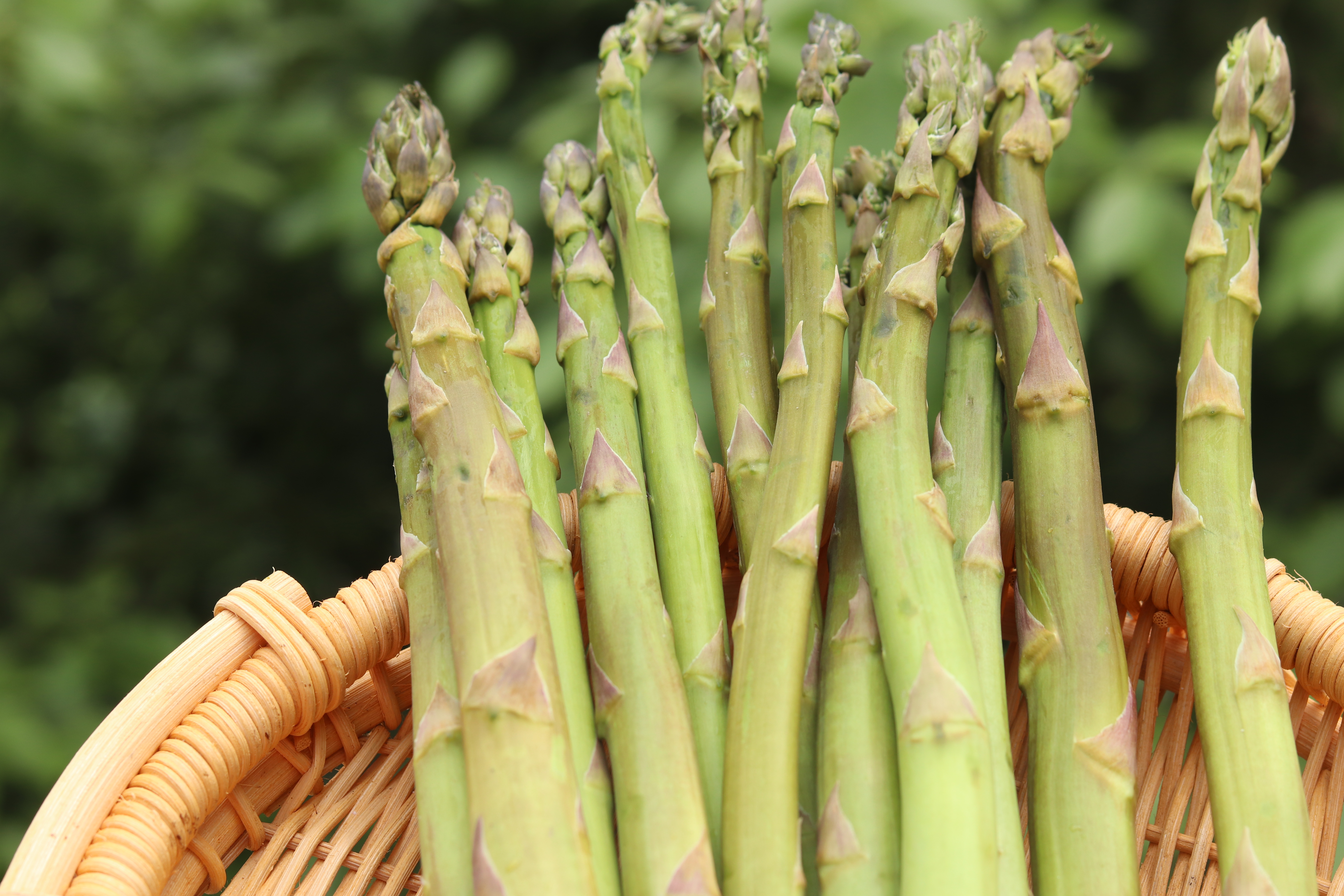 芦笋怎么做好吃还用焯水吗,芦笋忘记焯水炒熟后能重新焯水吗