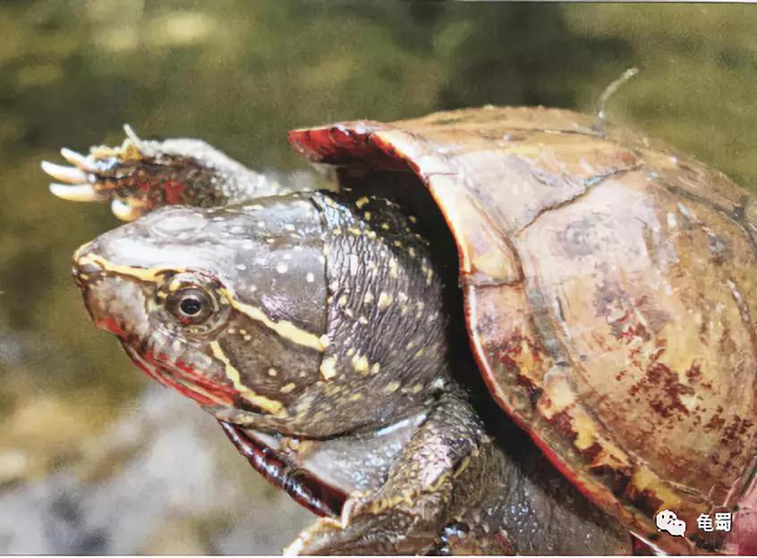 蛋龟之王巨头蛋龟,果核蛋龟新蛋龟之王