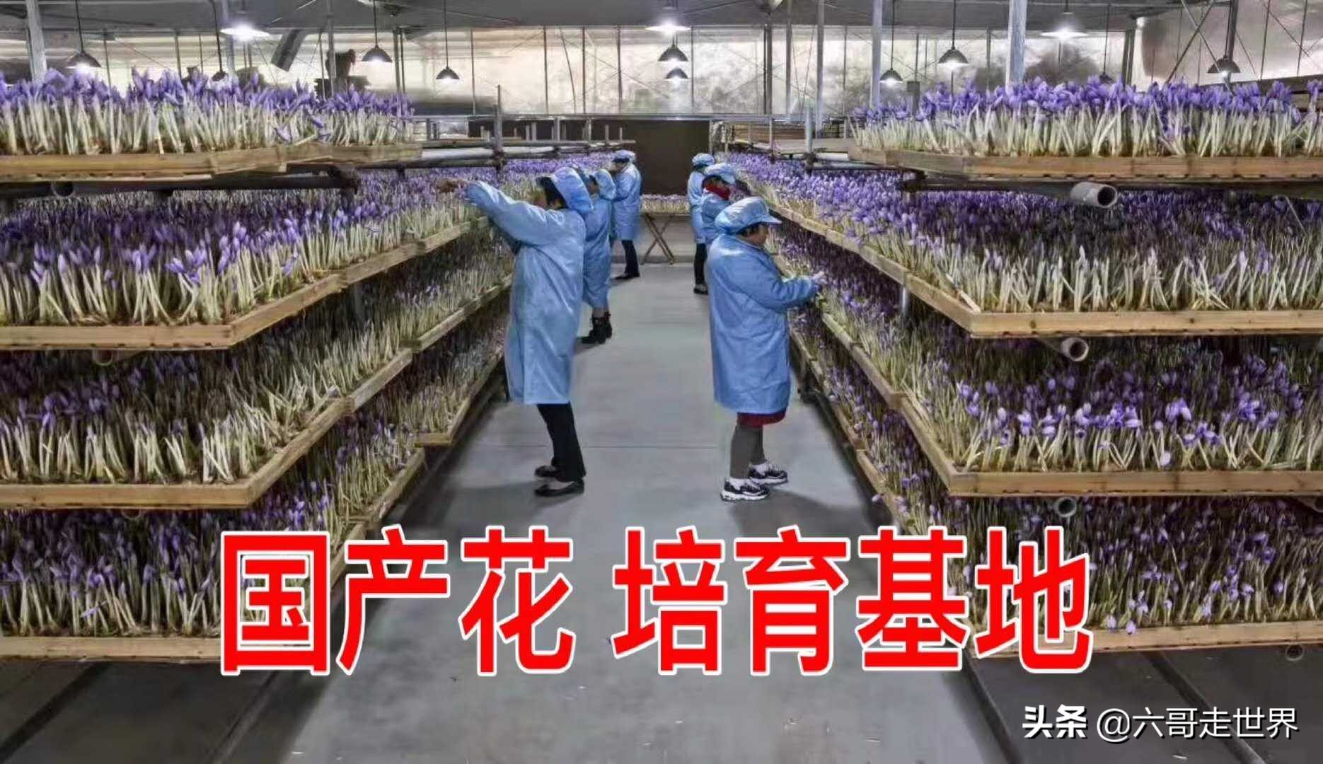 伊朗藏红花丰收季,伊朗红花采摘季