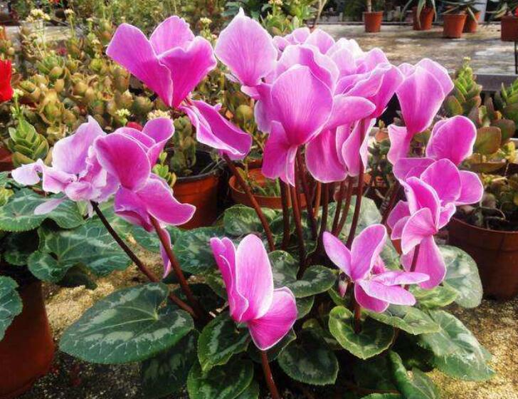 适合一年四季养的花室内,客厅养几盆绿植最好呢