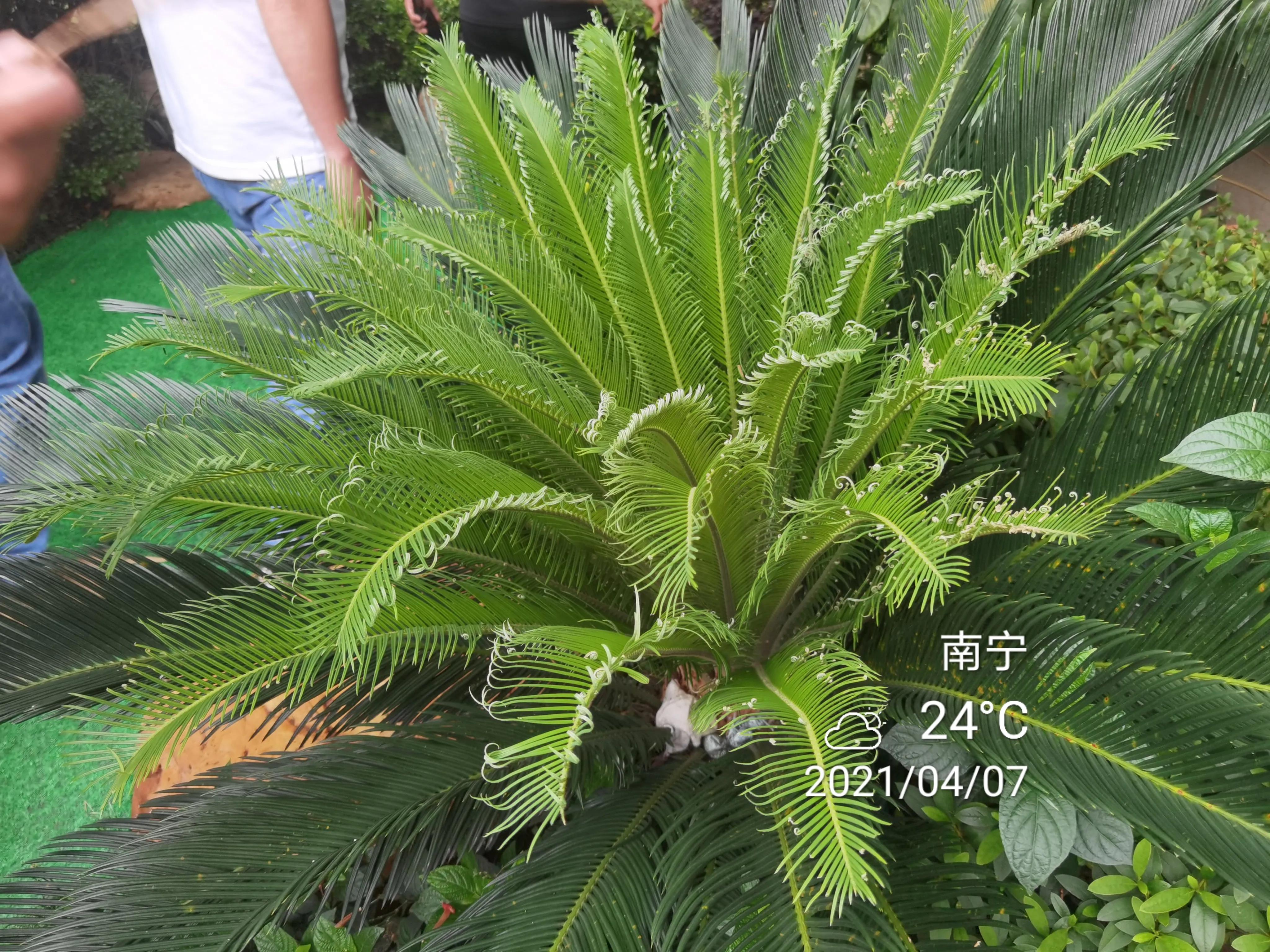 苏铁小灰蝶生物防治,苏铁小灰蝶防治用什么药