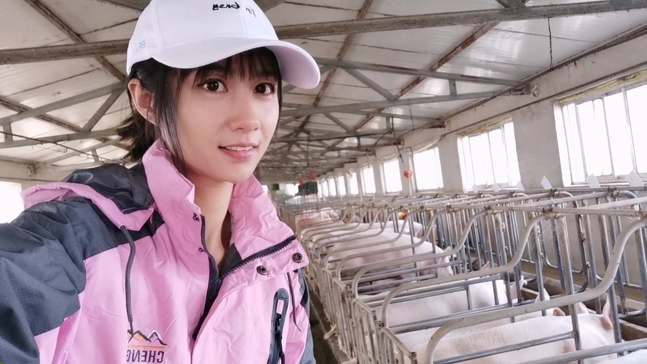 育肥猪蓝耳病的最佳防治方案,猪预防蓝耳病的最佳方法