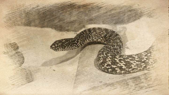 蛇吃老鼠被打死,大蛇掉进老鼠窝里被活活咬死