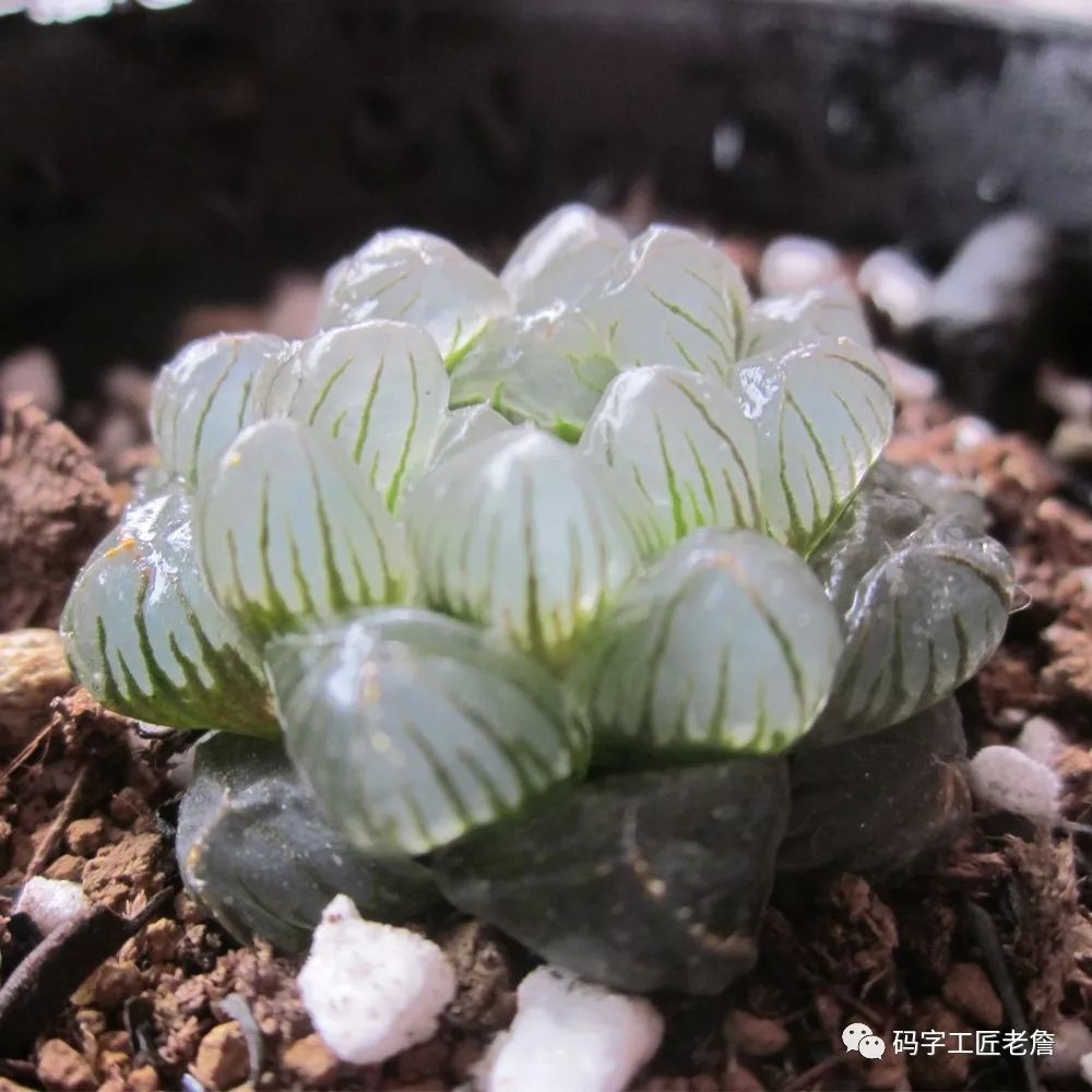 北京新发地花卉创意园,北京城南创意花卉园