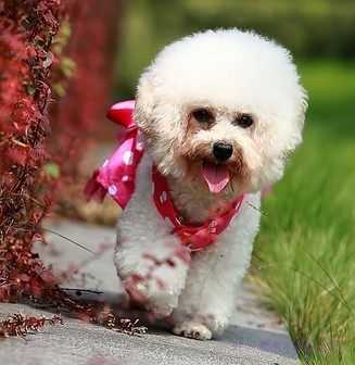 如何处理比熊犬泪痕的方法,比熊犬泪痕严重怎么清掉