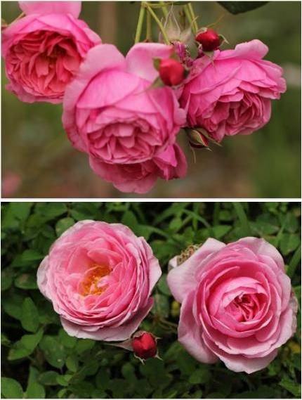 院子围墙边可以种植藤本月季吗,一面墙种两棵藤本月季可以吗