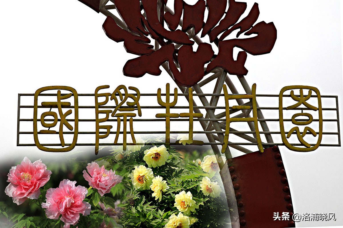 大院绿化的回忆——顺便看看院里的芍药定个究竟有多少种？